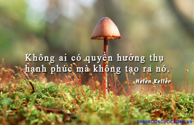 soi cầu Quảng Bình