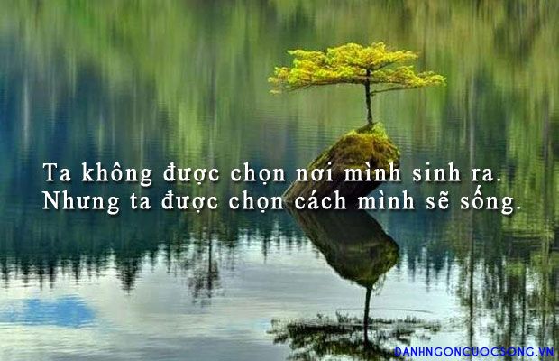 soi cầu Quảng Ngãi