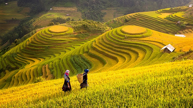 soi cầu Quảng Nam