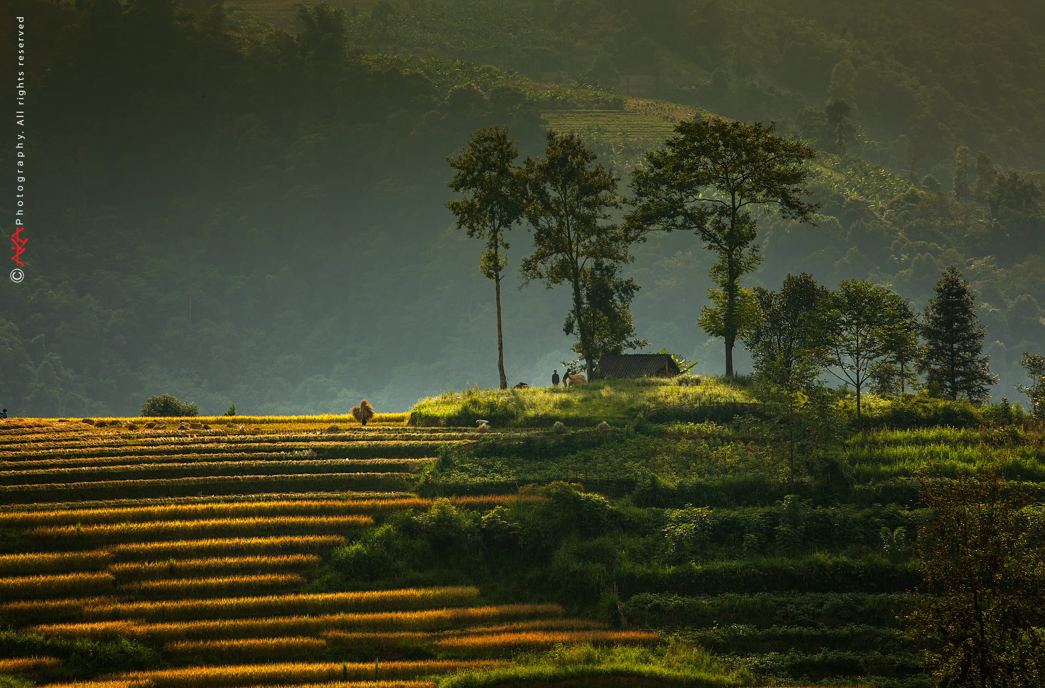 soi cầu Trà Vinh