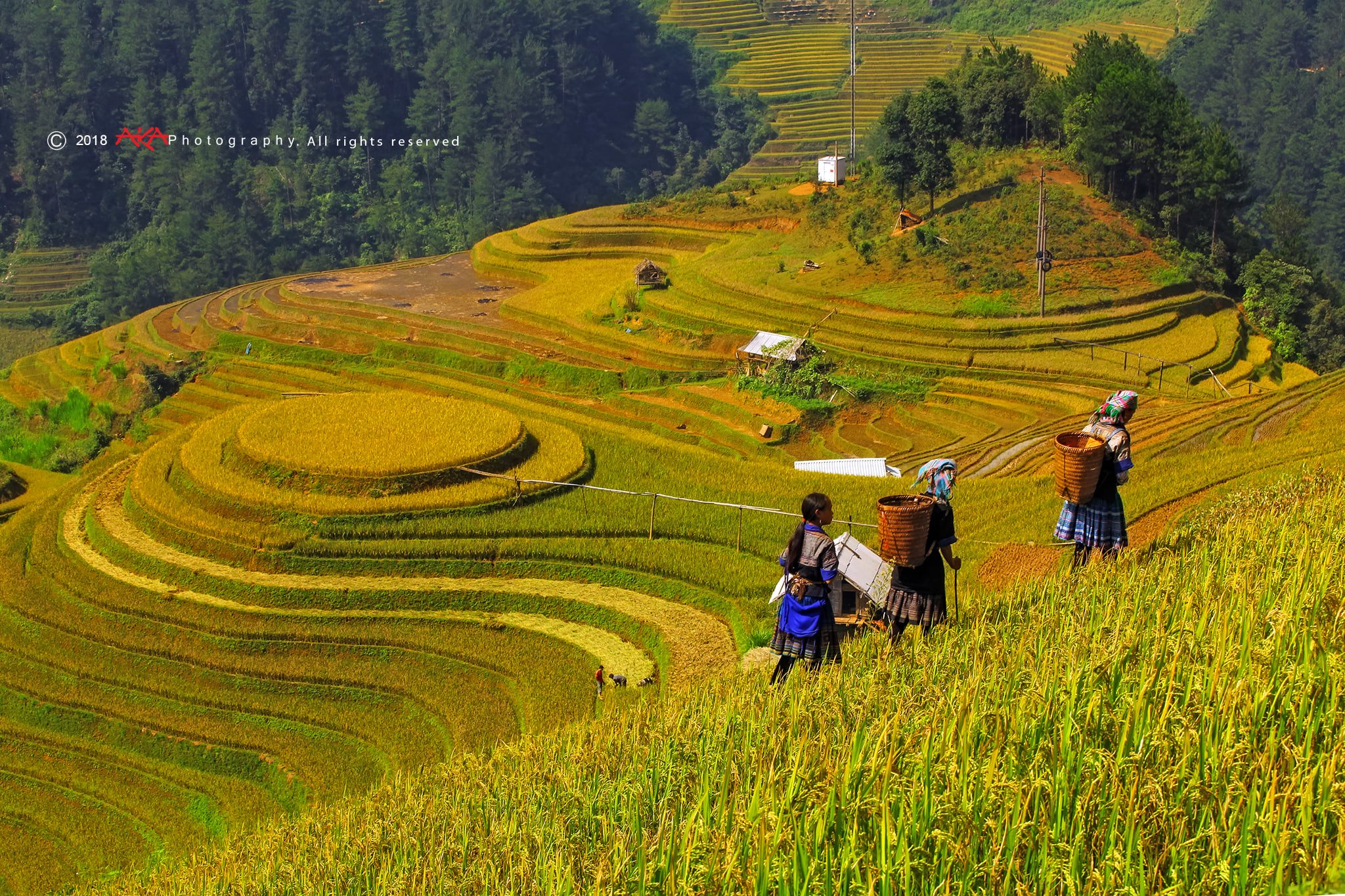 soi cầu Quảng Trị