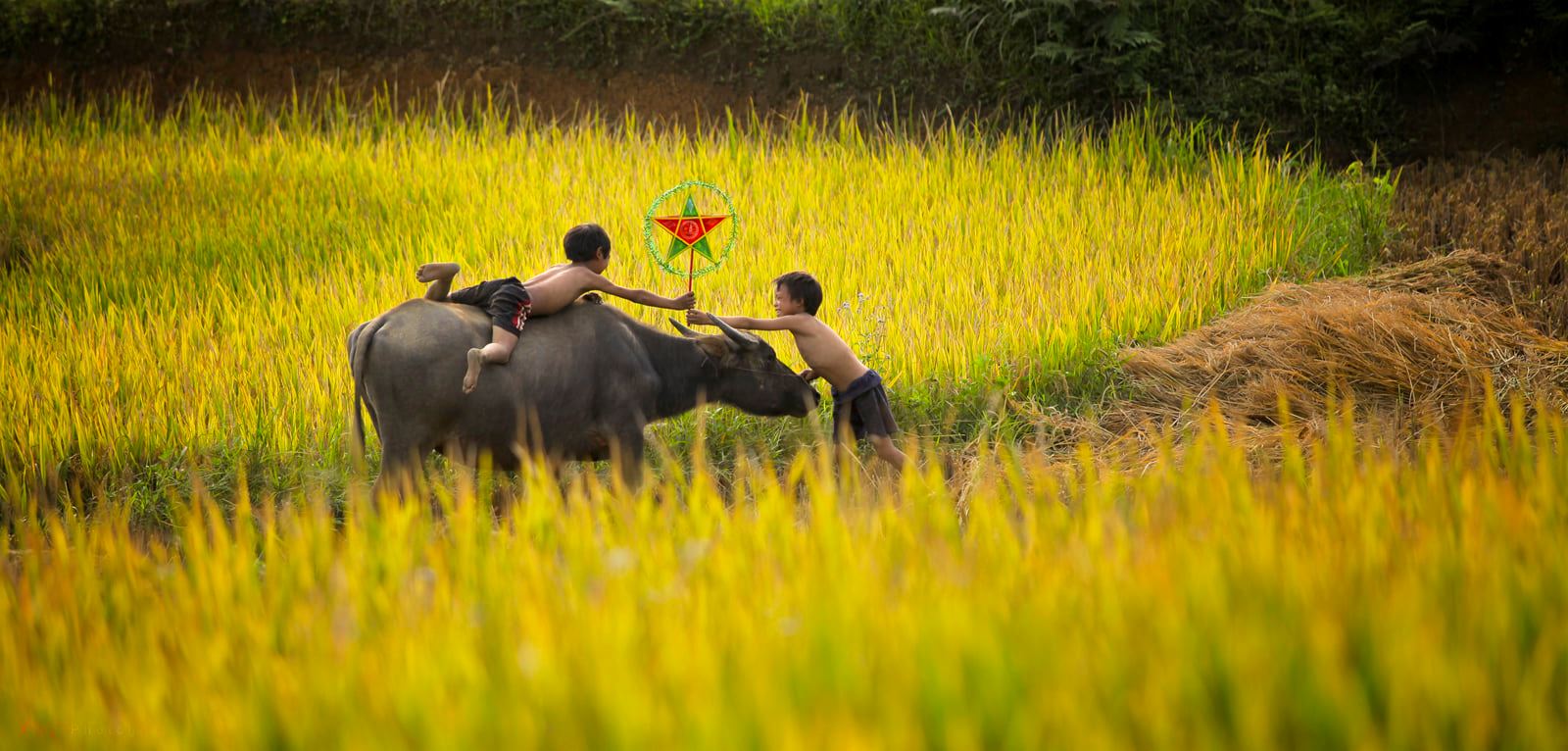 soi cầu Bình Phước